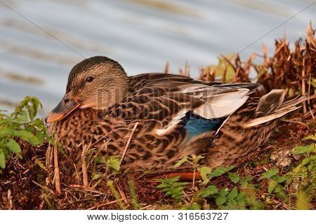 Portrait Of A Female Mallard Duck (anas Platyrhnchos) Sitting By The Waters Edge