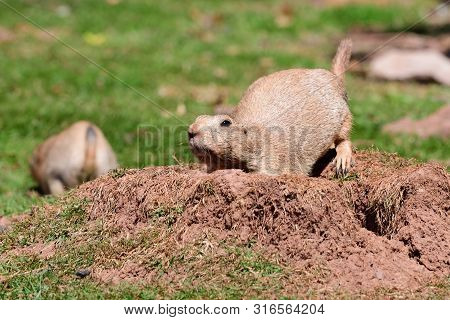 Portrait Of A Marmot Digging A Hole