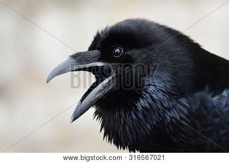 Head Shot Of A Squawking Raven (corvus Corax)