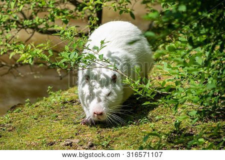 Large White Nutria Goes Along The Green Coast Of The Pond. The Coypu, Myocastor Coypus, Also Known A