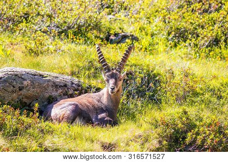 Alpine Ibex Male Lying On Green Mountain Meadow Near Chamonix In French Alps. Male With Horns. Also 