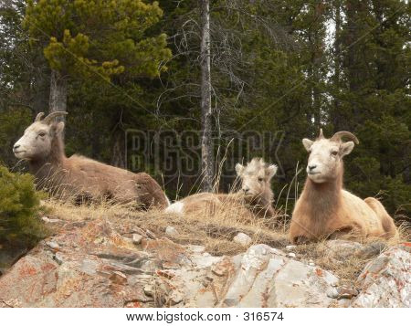 Rodzina owiec Bighorn