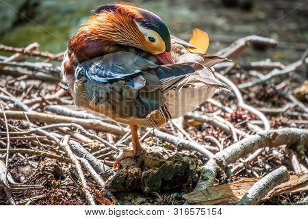 Beautiful Colorful Mandarin Duck Cleans Feathers On A Stone Near The Pond.. The Mandarin Duck, Aix G