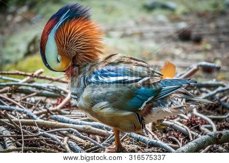 Beautiful Colorful Mandarin Duck Cleans Feathers On A Stone Near The Pond.. The Mandarin Duck, Aix G