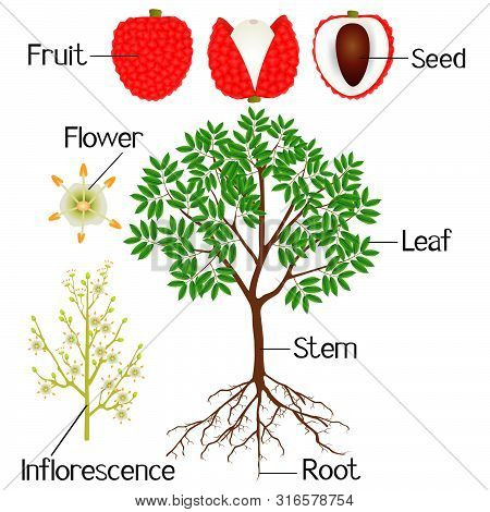 An Illustration Showing Parts Of A Lychee Plant On A White Background.