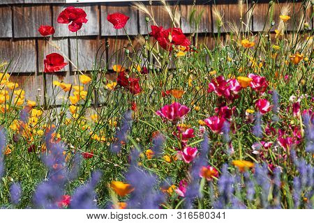 Red Oriental Poppies, Orange California Poppies, Hot Pin Clarkia, And Purple Lavender