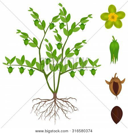 An Illustration Showing Parts Of Jojoba Plant On A White Background.