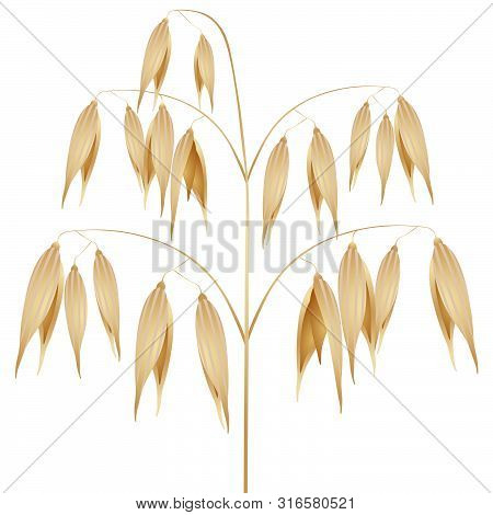 A Panicle Of Ripe Oats Isolated On A White Background.