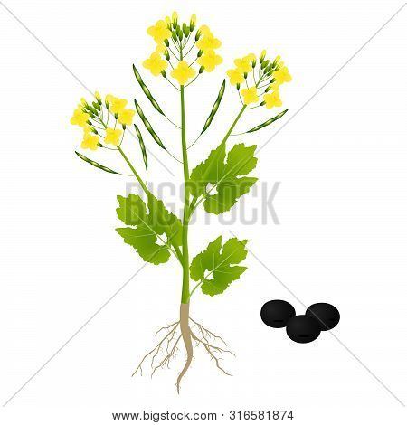 A Rape Plant On A White Background.