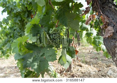 A Vineyards Landscape In South Of France