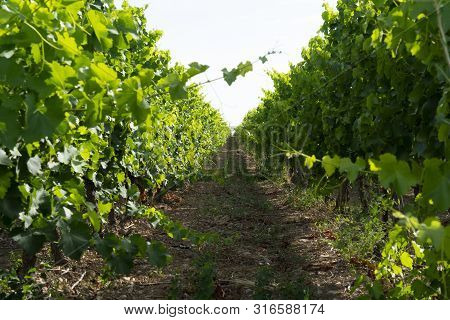 A Vineyards Landscape In South Of France
