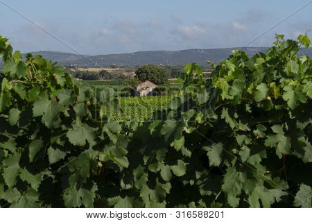 A Vineyards Landscape In South Of France
