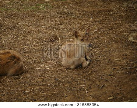 Some Deers Resting Quietliy In A Field