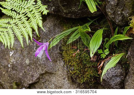 White And Lavender Orchid Planted In Crevises Of A Rock Garden