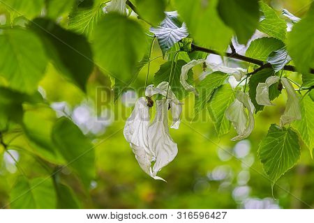 Wet White Flowering Dove Tree Blooms On Branch With Veined Leaves
