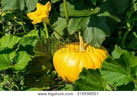 Fresh Ripe Organic Pumpkin On The Green Grass Outdoors. Autumn And Summer Harvest Concept. Biofarm A