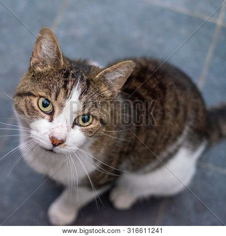 Portrait Of A Curious Grey And White Tigerstriped Cat In The Room