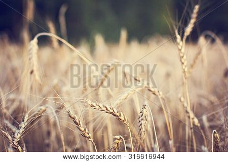 Ears Of Wheat.  Golden Wheat Field And Sunny Day