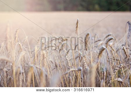 Ears Of Wheat.  Golden Wheat Field And Sunny Day