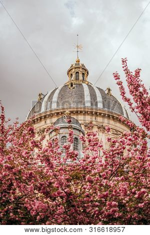 Paris, France - April 8, 2019: Institut De France In Spring With Pink Sakura Bloom.