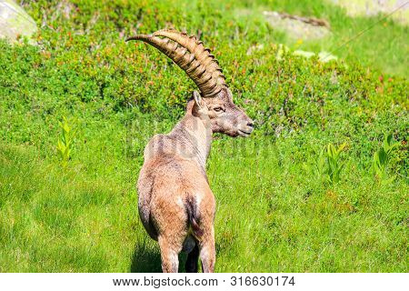 Wild Goat Profile View, Standing On Green Meadows Near Chamonix In Alps, France. Alpine Ibex, Also K