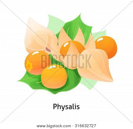 Juicy And Fresh Berries Physalis Realistic Forest Cartoon Vector