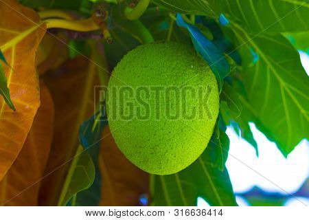 The Fruit Of The Bread Tree On The Window In The Summer Green Tropical Orchard