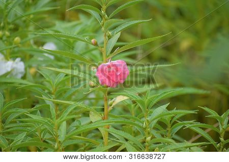 Closeup Picture Of Dopati Flower Or Mpatiens Balsamina, Commonly Known As Balsam, Garden Balsam, Ros