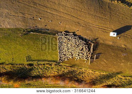 Sheep In Sheepfold Above In Early Morning Lights. Aerial Drone Shot