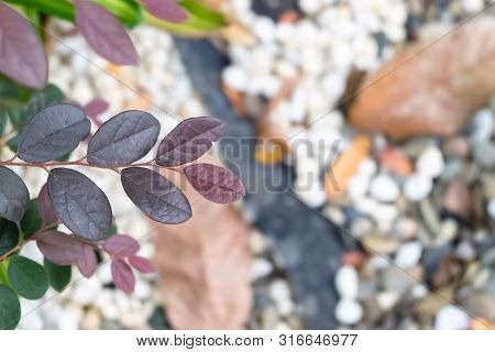 Close Up Pink Loropetalum Chinense Leaves With Dark Magenta Leaves (chinese Fringe Var.rubrum)