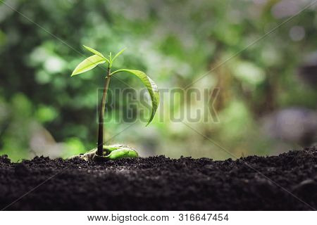 Small Plant Growth On The Soil Nature