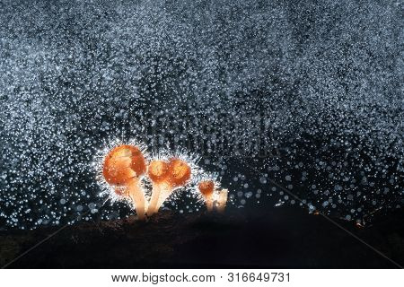 Macro Photography Of Cookeina Mushroom In Rainforest, Tiny Orange Cookeina Mushroom, Champagne Mushr