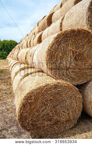 Hay Bales. Closeup Of A Lot Of Big Hay Bales Stacked On A Field In Stacks.