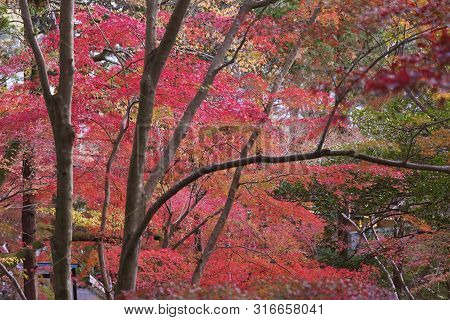 Red Maple Leaves In Forest In Kyoto, Japan In Autumn Season