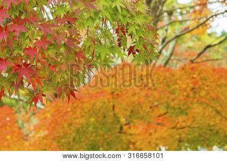 Autumn Leaves Decorate A Beautiful Nature Bokeh Background