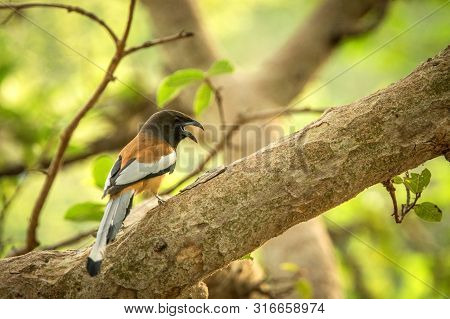The Rufous Treepie (dendrocitta Vagabunda) Sitting On Branch And Screaming, Native To The Indian Sub