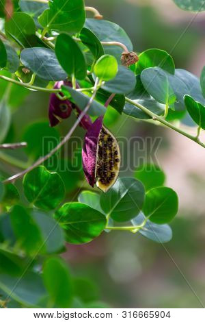 Shrub Of Caper Plant, Capers Or Capparis Spinosa Branches With Green Leaves And Bud.