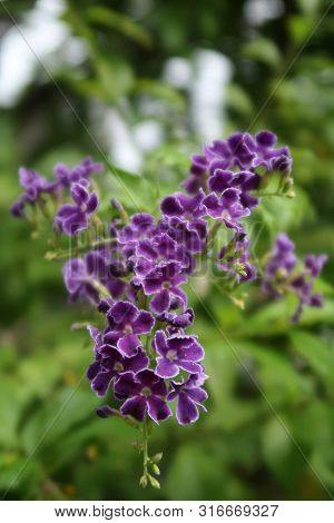 Group Of Beautiful Purple Golden Dewdrop With Green Garden Background