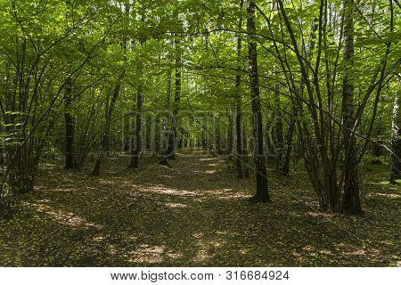 Sunlight Spots On The Footpath In The Landscape Reserve Teply Stan. Sunny Day In September. Moscow, 