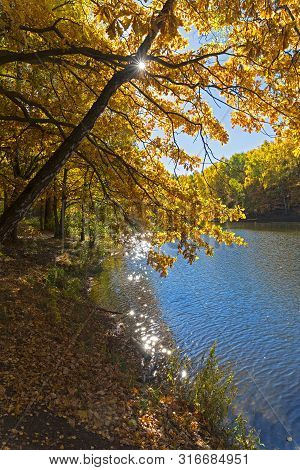 The Sun Shines Through The Golden Autumn Foliage. Sunny Day In October. Pond In The Landscape Reserv