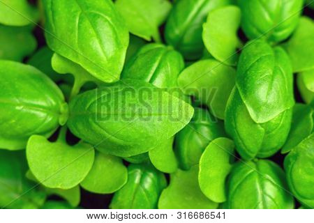 Basil Green Texture Background Organic Food Growing Spices Spice Pattern