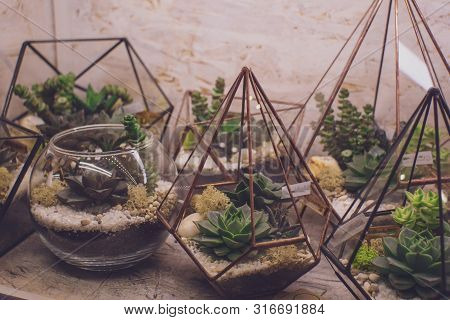 Succulent Garden In Glass Terrarium Cactus Flowers In A Glass