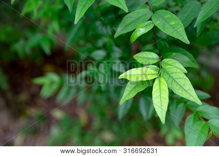 Wrightia Arborea Leaves.  Tree Leaves Decorating At The Fence Of A House To Make A Nature Feel