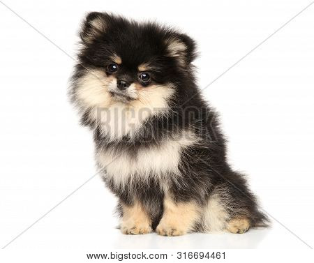 Black And Tan Zwerg Spitz Puppy Posing On White Background