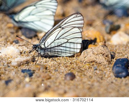 Group Of Beautiful White Blackveined Butterflyes On Beach Sand