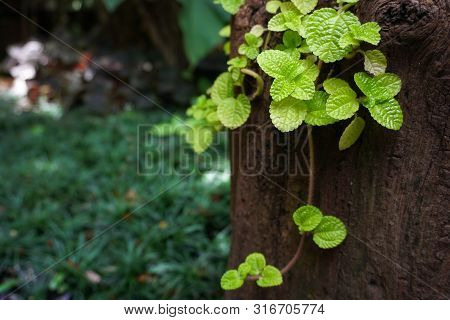 The Episcia Plant Is Growth Up On A Timber Bark.