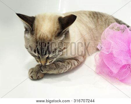 Thai Cat With Pink Sponge Sitting In A Bath Looking Around Funnily. Cat Washing Concept