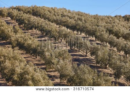 Olive Tree Fields In Andalusia. Spanish Agricultural Harvest Landscape. Jaen