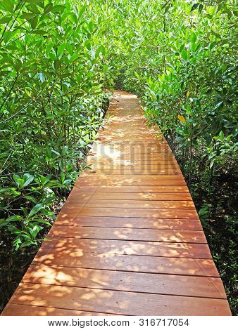 A Wooden Walkpath Through Mangrove Forest Located In Chanthaburi Province,thailand
