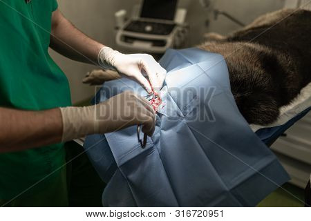 Dog In The Animal Hospital. Veterinarian During Surgery Of The